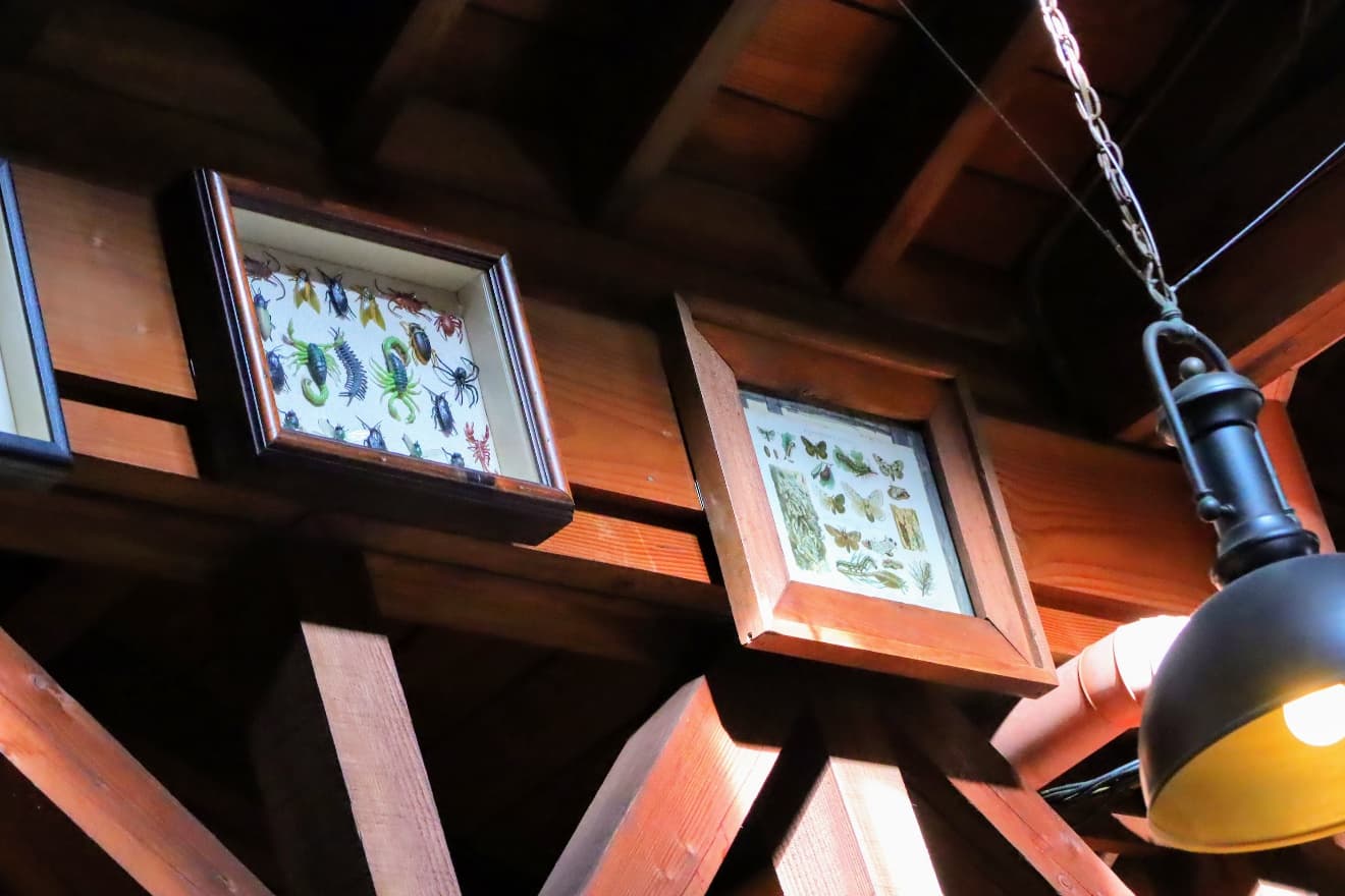 Insect specimens displayed on the beam at China Voyager, Adventureland